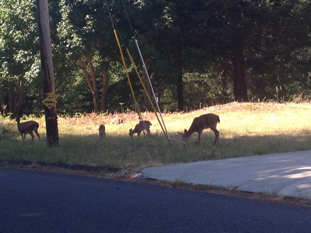 Deer Friends