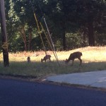 Deer Friends